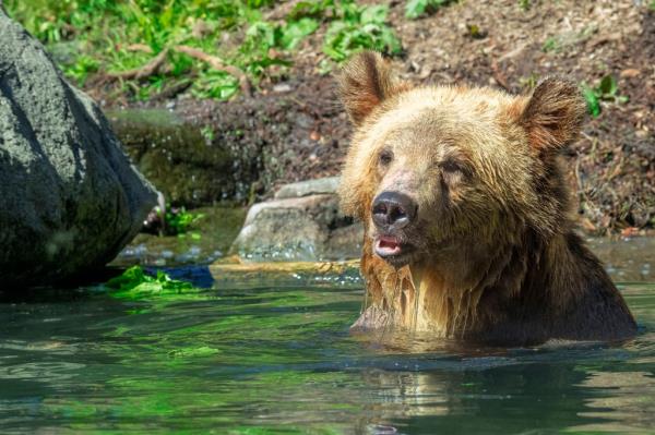 Grizzly bear
