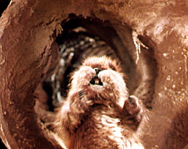 A photo of the Caddyshack gopher in his hole