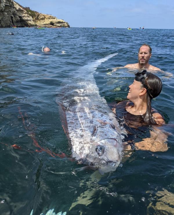 Snorklers with the oarfish.