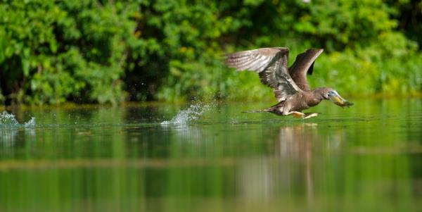 A juvenile Sula leucogaster, a species commo<em></em>nly known as a brown booby, was spotted Mo<em></em>nday diving into the lake at Spring Mill State Park in southern Indiana.