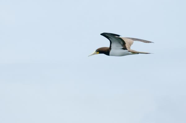 A brown booby flies through the air in Brazil.