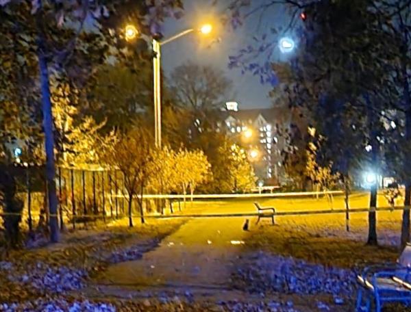 Taylor allegedly opened fire on a car from a public housing complex across the street and a bullet struck Ludwig in the back of the head, according to cops.</p>

<p>　　