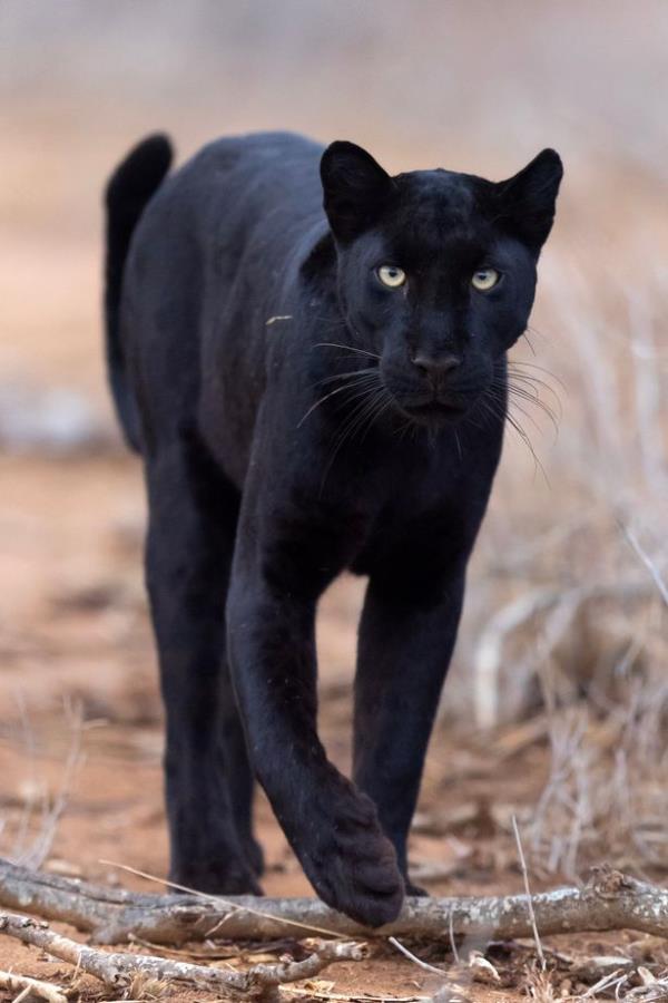 Panther